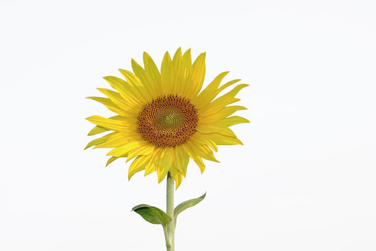 Sonnenblume isloliert