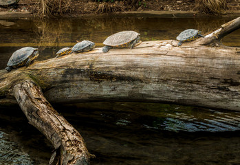 Turtles on a Tree Trunk near Water