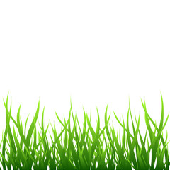 Green grass background