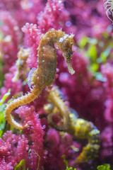 Colorful seahorse in water aquarium animal fish