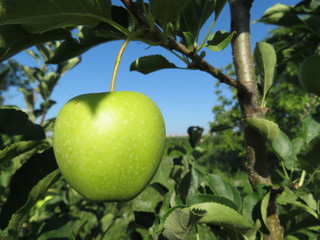 Green apple on a tree in the summer garden, closeup. Ripe apple fruit hanging on branch