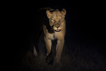 Silhouette d& 39 un mâle lion adulte avec une énorme crinière marchant dans l& 39 obscurité