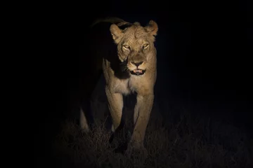 Poster de jardin Lion Silhouette d& 39 un mâle lion adulte avec une énorme crinière marchant dans l& 39 obscurité