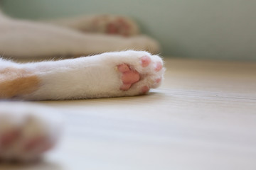 Fototapeta na wymiar Close Up of a cat’s paws with blurry background of the cat lie down on a light wooden table.