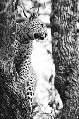 Foto op Canvas Artistieke omzetting van een luipaard in grote boom met dikke takken © Alta Oosthuizen