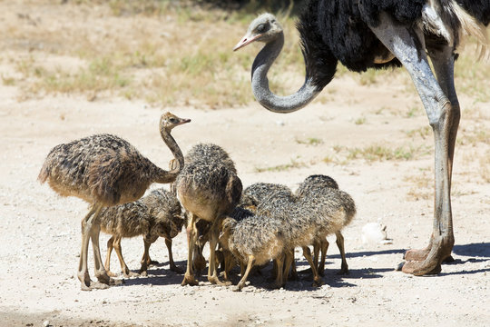 Family of ostriches drinking water from a pool in hot sun of the Kalahari