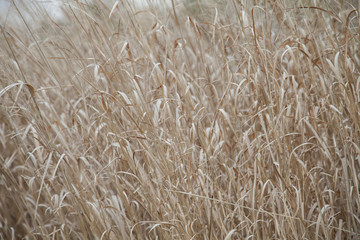 Tall Brown Grass