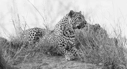 Fototapeten Einsamer Leopard legte sich während der künstlerischen Umwandlung tagsüber auf einen Ameisenhaufen in der Natur, um sich auszuruhen © Alta Oosthuizen
