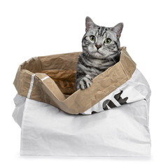 Cute black silver tabby British Shorthair sitting in paper bag looking over edge straight in camera, isolated on white background 