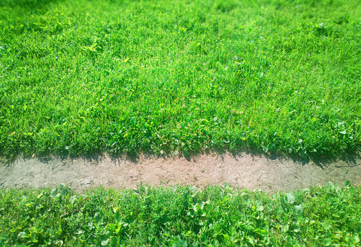 Bottom aligned forest path background