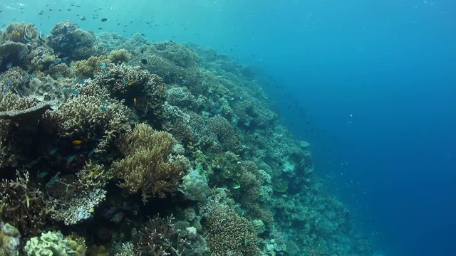 Healthy Coral Reef in Wakatobi
