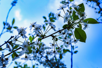 Apple-tree flowers in blue toning