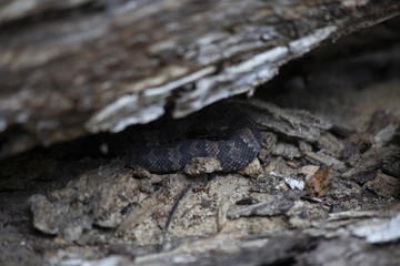 Juvenile Cottonmouth Snake