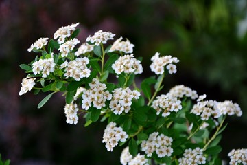A branch of blooming white spirea Snow White in the garden close-up.