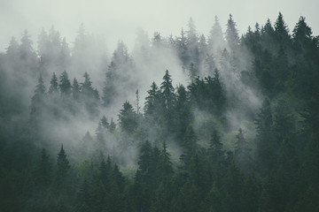 Fototapeta premium Mglisty krajobraz z jodły lasu w stylu retro vintage hipster