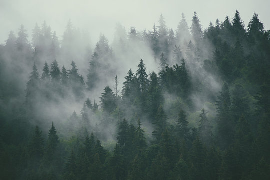 Fototapeta Misty landscape with fir forest in hipster vintage retro style