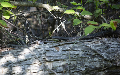 Black Western Rat Snake Crawling over a Tree Trunk