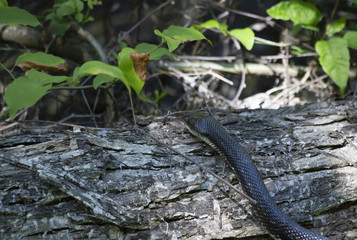 Black Western Rat Snake Crawling over a Tree Trunk