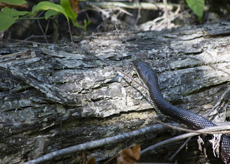 Black Western Rat Snake Crawling over a Tree Trunk