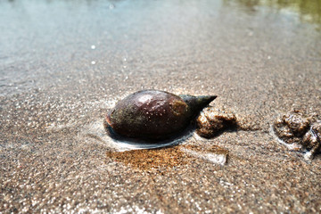 Water snail on shore