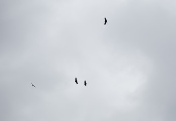 Group of Birds Flying