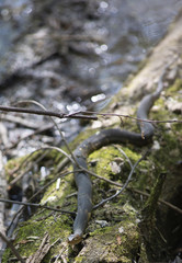Broad-Banded Water Snake