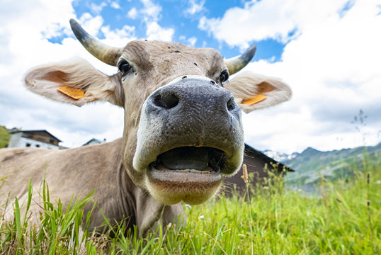 Simpatica Bilder – Durchsuchen 1,666 Archivfotos, Vektorgrafiken und ...