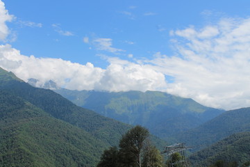 Beautiful flower blossoms in the mountains, in summer