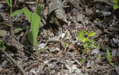 Earthworm