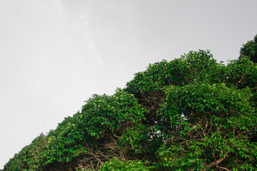 Tree background  Leaves Phuket Thailand