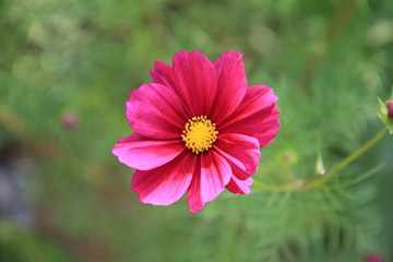 Obraz premium Pink Flower