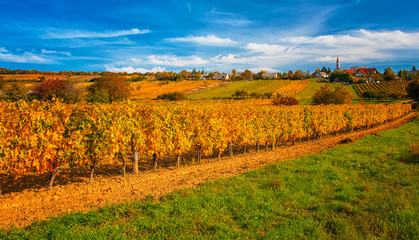 Nice vineyard in Hungary in autumn