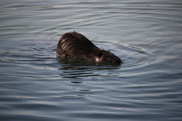Fototapeta premium Ragondin