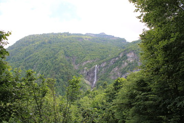 Beautiful flower blossoms in the mountains, in summer