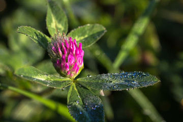 clover covered with dew drops, close-up