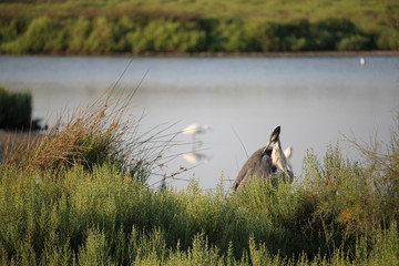 Camargue hérons parc ornithologique