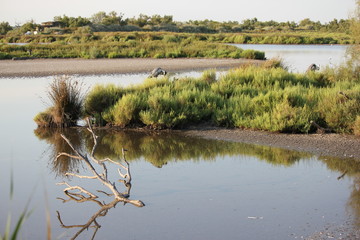 Camargue hérons parc ornithologique