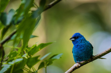 Indigo Bunting (Passerina cyanea) perched on a branch on a summer morning surrounded by lush foliage