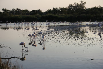 camargue flamants roses parc ornithologique