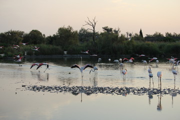 camargue flamants roses parc ornithologique