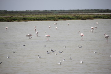 Camargue flamants roses étang
