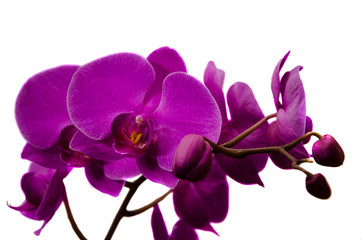 Naklejka na ściany i meble Orchid flower close-up on isolated background.