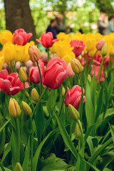 Tulip Festival from St. Petersburg Russia.