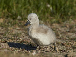 Mute swan (Cygnus olor)