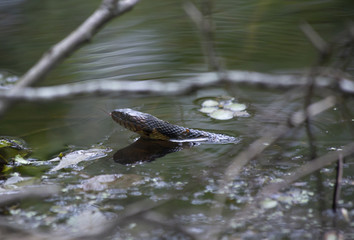 Broad-Banded Water Snake