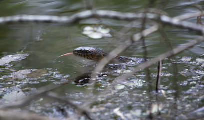 Broad-Banded Water Snake