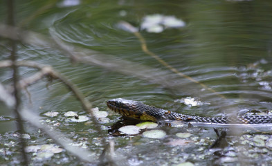 Broad-Banded Water Snake Swimming