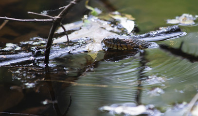 Broad-Banded Water Snake Swimming