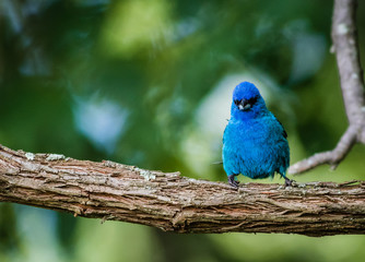 Indigo Bunting (Passerina cyanea) perched on a branch on a summer morning surrounded by lush foliage