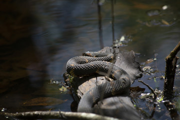 Broad-banded Water Snake on a Log